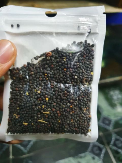 HẠT GIỐNG THỦY SINH SỐ 6 CỎ TRÁI TIM 10G