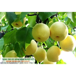 Cây Giống Lê Vàng Quả Bao Giòn .