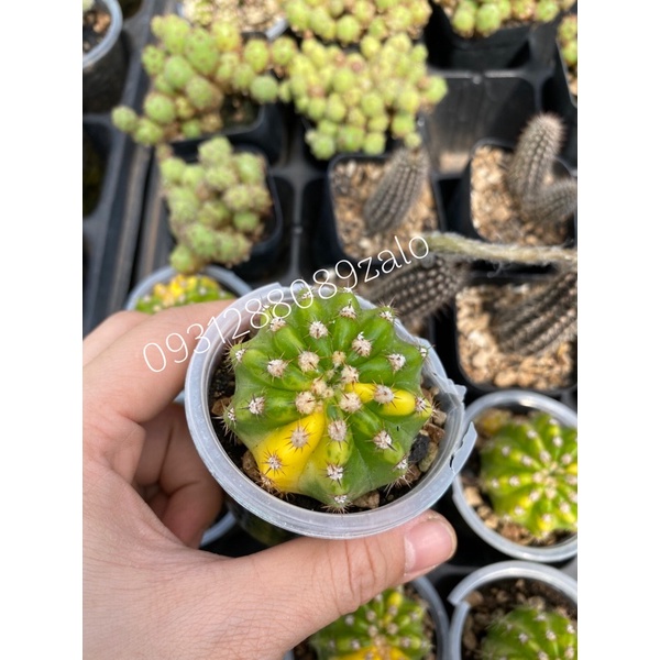 cây xương rồng echino var | Shopee Việt Nam
