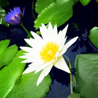 thanhnhan2899