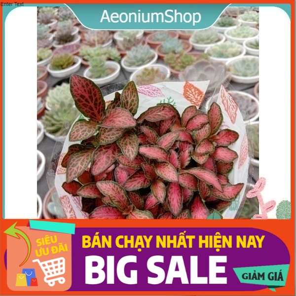 Cây Cẩm Nhung Đỏ - Fittonia - Lá May Mắn 🍀 | Shopee Việt Nam