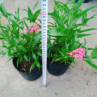 Cây Liễu Hồng - cây cảnh vườn