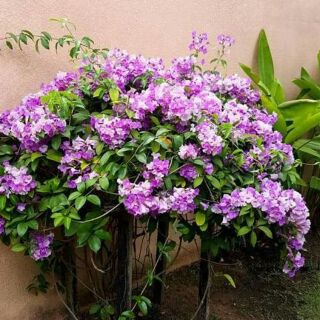 Cây lan tỏi đuổi rắn trồng hàng rào