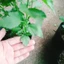 Hoa dâm bụt trắng (giống mới) - cây cảnh để bàn