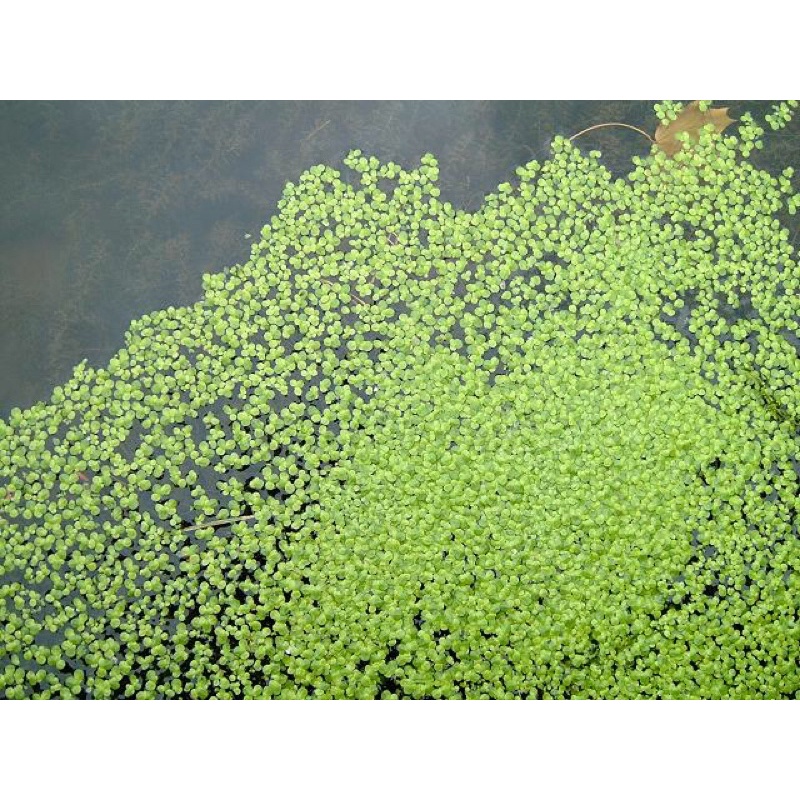 500g bèo tấm (cám) nuôi cá, nuôi ốc, thuỷ sinh (chỉ giao khu vực HCM và ...