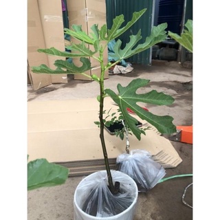 Cây sung mỹ sẵn quả cao 50-70cm cây đẹp sức sống tốt( giống brunsick và Brown turkey) .