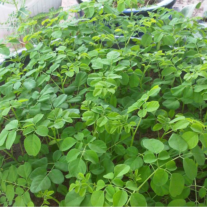 Hạt giống rau chùm ngây