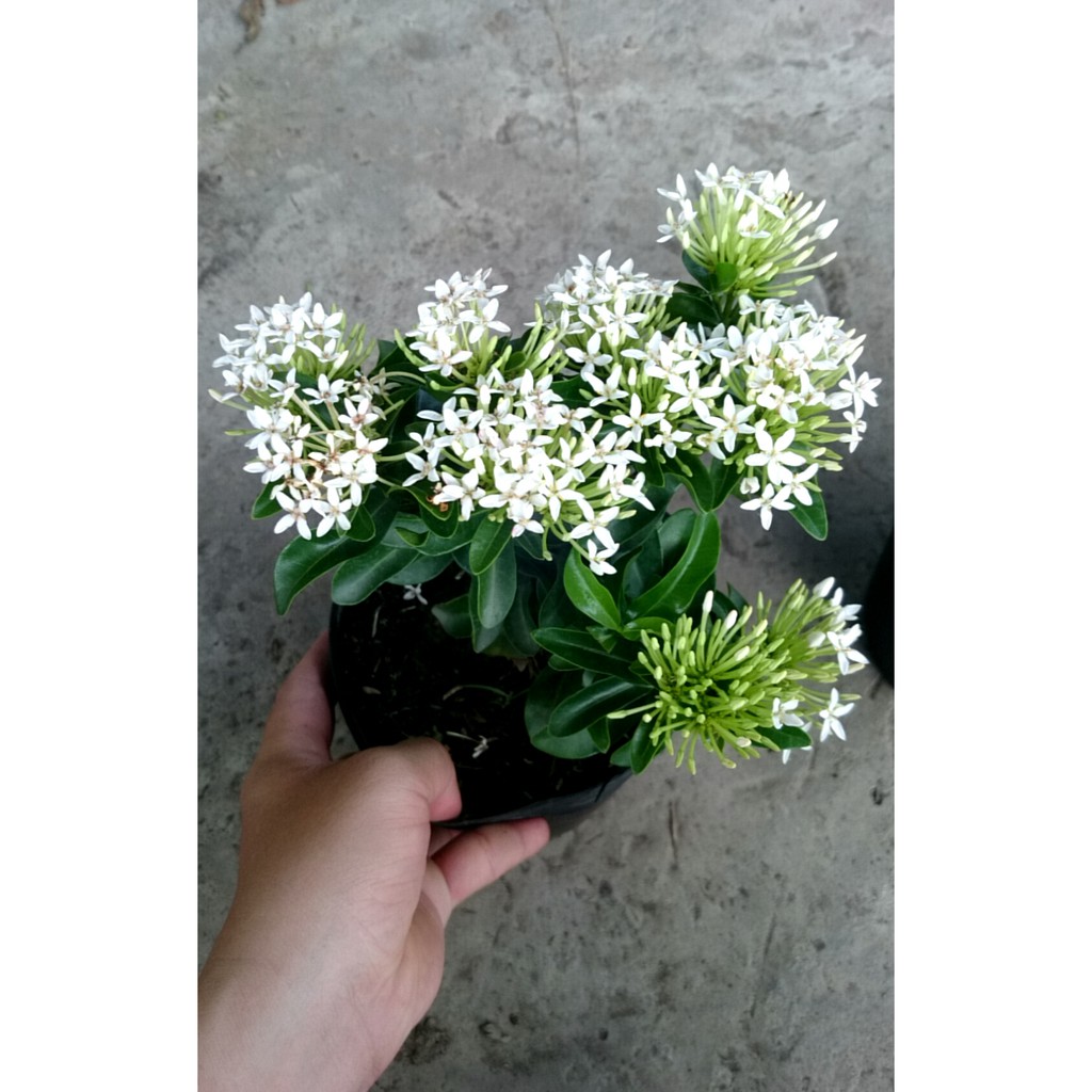 Cây Bông Trang Trắng (Mẫu Đơn Trắng) - Cây cảnh trong nhà