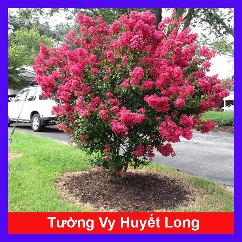 Cây tường vi huyết long - cây cảnh sân vườn