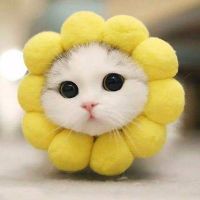 daisy_hjw1023