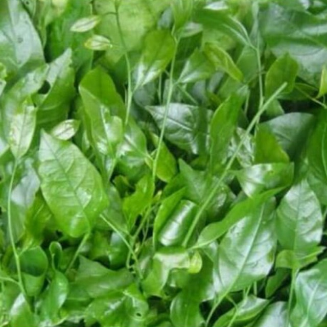 CÂY GIỐNG RAU NGÓT RỪNG (CÂY RAU SẮNG) | Shopee Việt Nam