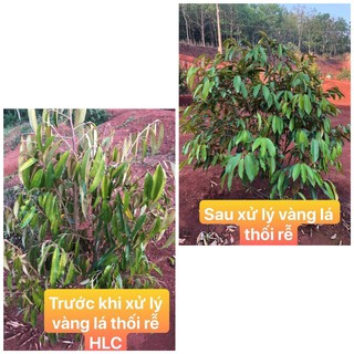 COMBO TRỊ VÀNG LÁ THỐI RỄ HIỆU QUẢ SAU 2 LẦN TƯỚI. HÀNG CHÍNH HÃNG CÔNG TY