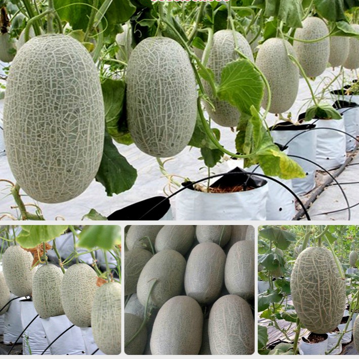 Hạt giống dưa lưới xanh siêu ngọt