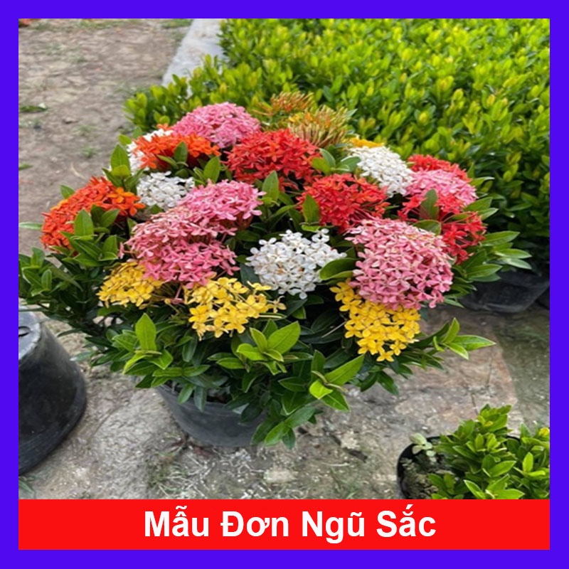 Mẫu đơn ngũ sắc - cây cảnh để bàn