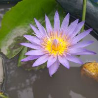 phuongquynhphuongthuy