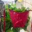 Quần chip ren sexy không đáy hở mông xuyên thấu siêu gợi cảm quyến rũ khiêu gợi - QD020 KELLYWANG