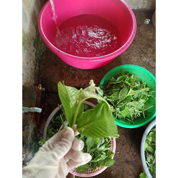 500gr Trà đọt ổi non cắt nhỏ LOẠI 1 xanh đẹp