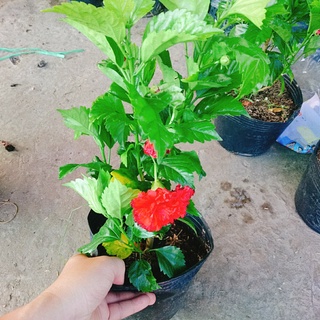Cây Hoa Dâm Bụt cánh kép (Màu Đỏ) - cây cảnh trong nhà