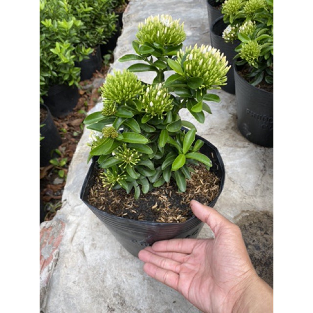 Cây Bông Trang Trắng (Mẫu Đơn Trắng) - Cây cảnh trong nhà