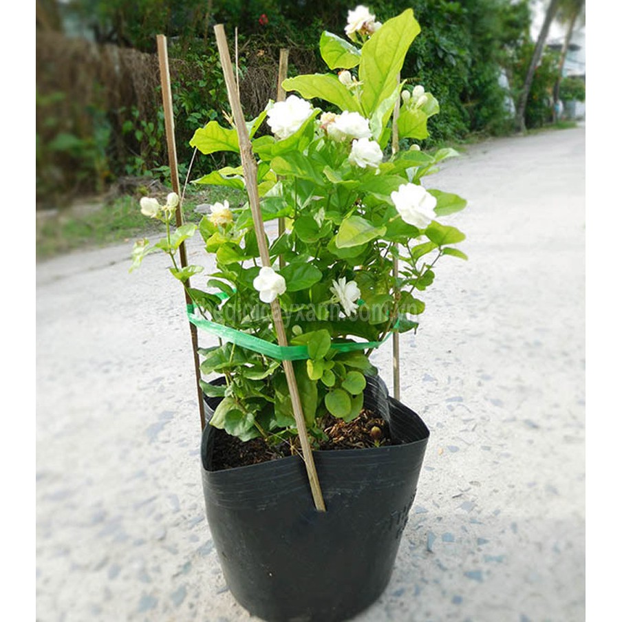 Combo 2 cây lài trà + lài tiểu thư