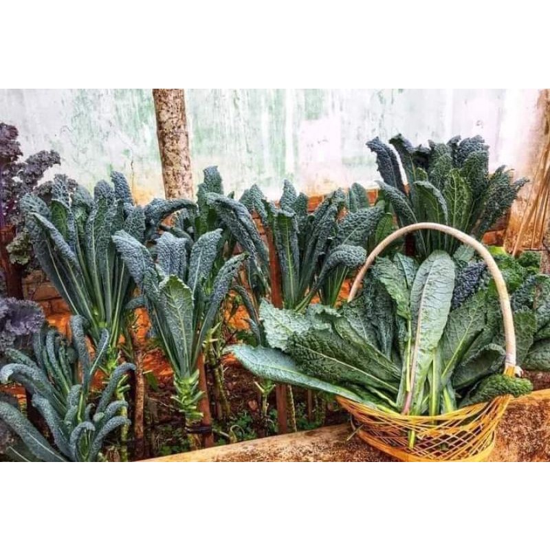 50 Hạt Giống Cải Xoăn Kale Khủng Long f1Mỹ 💖 NẢY MẦM CỰC ĐỈNH💖 chất lượng cao