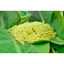 500g Cốm khô Hà Nội loại ngon