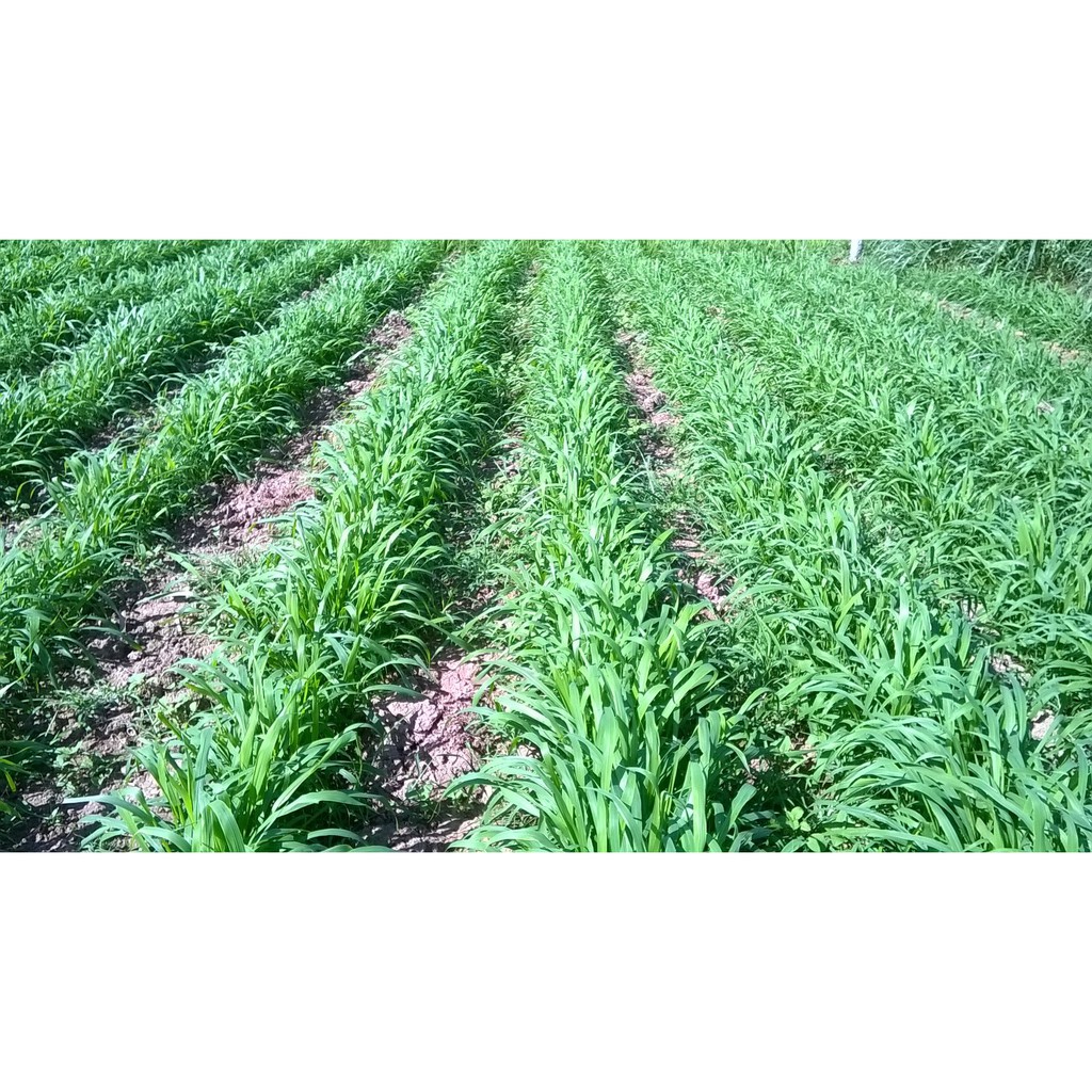 Hạt giống cỏ Ruzi - cỏ chiụ giẫm đạp 100g | Shopee Việt Nam