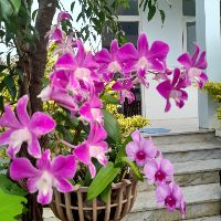thuyan2296