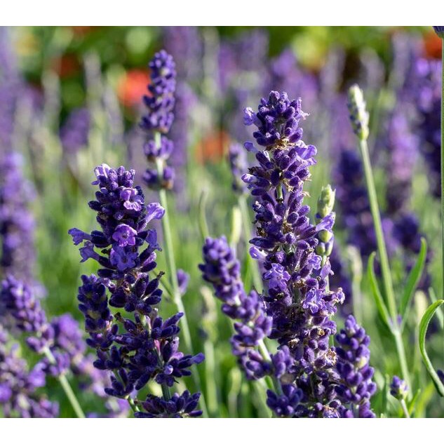 🌟HẠT GIỐNG HOA OẢI HƯƠNG🌟 HOA LAVENDER Mùi Thơm Quyến Rũ