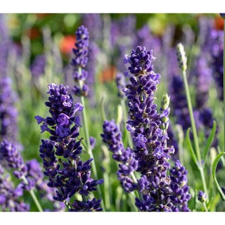 🌹HẠT GIỐNG HOA OẢI HƯƠNG🌹 HOA LAVENDER