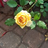 mariaminhthu123456