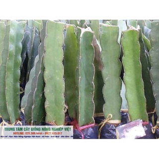 Cây Thanh Long Ruột Đỏ .