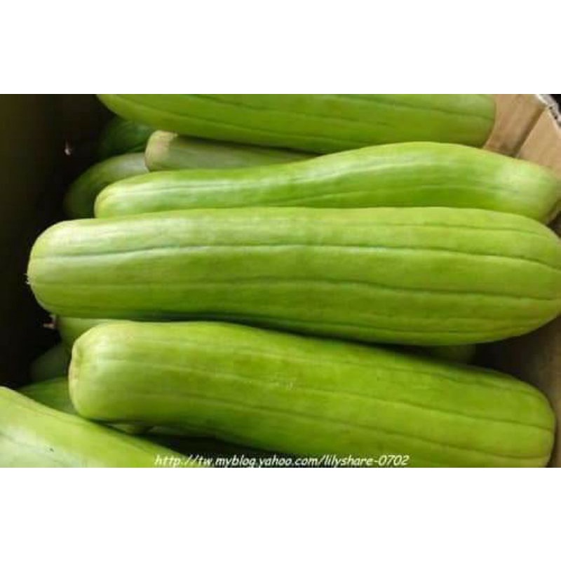 1gr hạt giống dưa gang xanh dài f1 chất lượng cao 💖 NẢY MẦM CỰC ĐỈNH💖 chất lượng cao