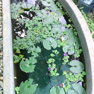 huonggiangngankhanh