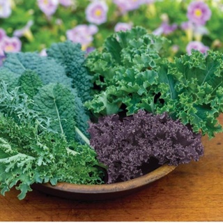 Hạt giống cải kale xoăn xanh và tím .