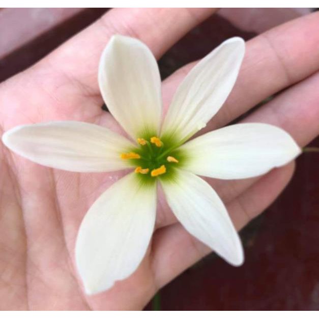 Cây huệ mưa (trắng) - cây cảnh sân vườn