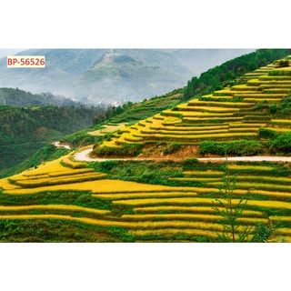 Tranh dán tường Việt Nam 3D Màu sắc tươi sáng, độ sắc nét cao