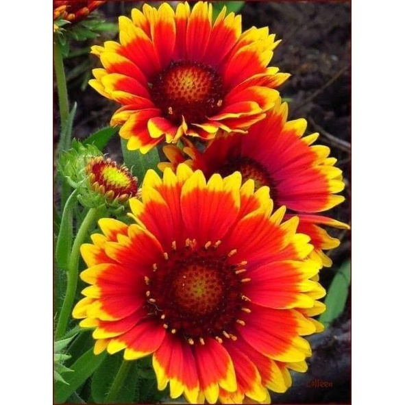 100 hạt giống hoa cúc công chúa 🤗💓 Siêu Xinh, hoa cực bền🌹🌹 lâu năm đẹp xuất sắc