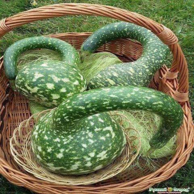 💥 hạt giống bầu Thiên Nga🌳  Chuẩn Xịn💚 siêu dễ thương ăn rất ngon