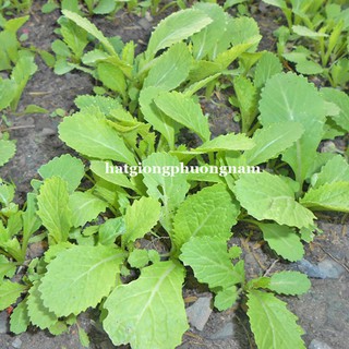 1 Kg - Hạt Giống Cải Xanh Phương Nam