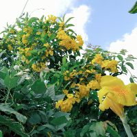 nguyenpham0095