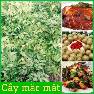 Cây giống mắc mật lấy lá cuốn thịt nướng, nướng vịt .