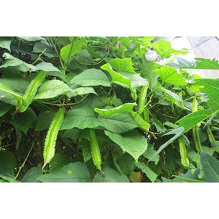 HẠT GIỐNG ĐẬU RỒNG CAO SẢN F1 GÓI 5 GAM HẠT