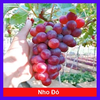 Cây Nho Giống Đỏ Red Cardinal Trái To - cây ăn quả