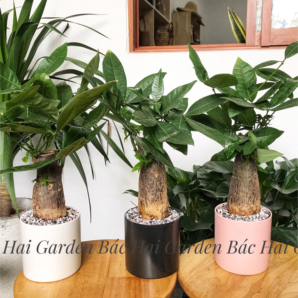 Kim ngân củ để bàn kèm chậu men sứ cao cấp- Cây nội ngoại thất