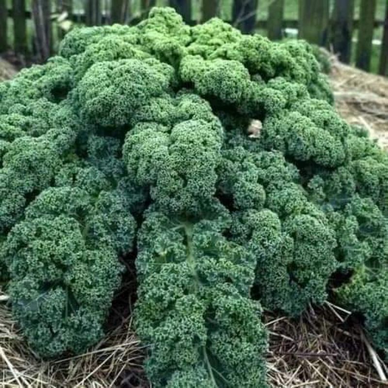 Hạt Giống Cải Xoăn ( Cải Kale Xanh Nhập Mỹ 150 hạt giống) 💥SALE LỚN💥 chất lượng cao