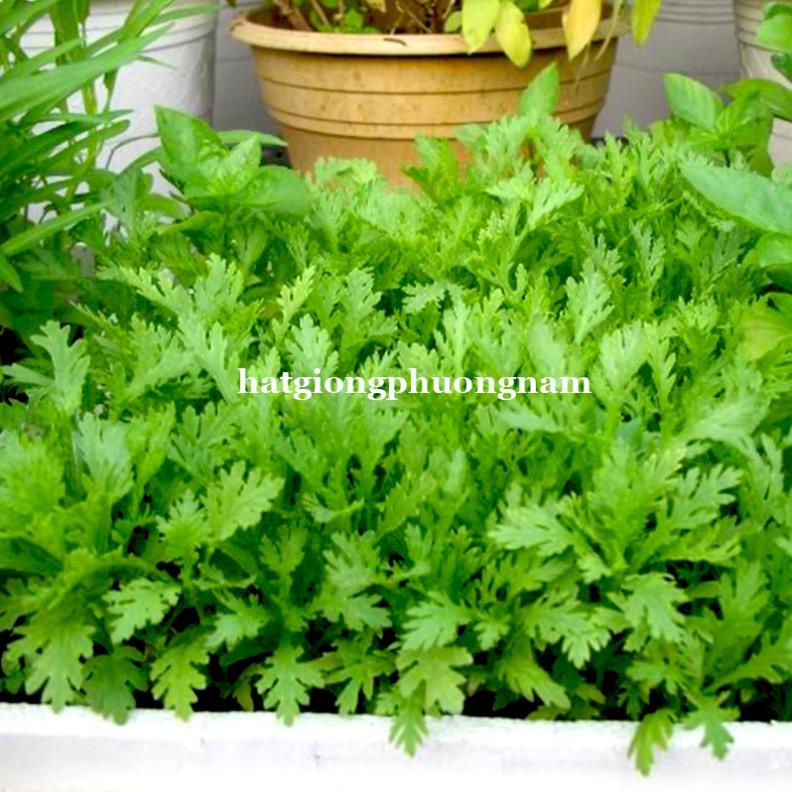 1 KG - HẠT GIỐNG RAU TẦN Ô | Shopee Việt Nam