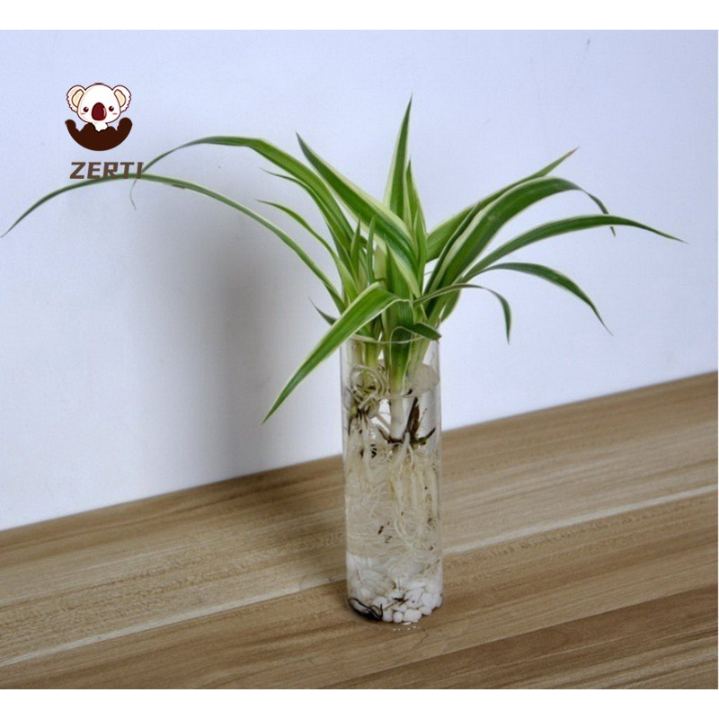 Bình Hoa Thủy Tinh Treo Tường Hình Trụ