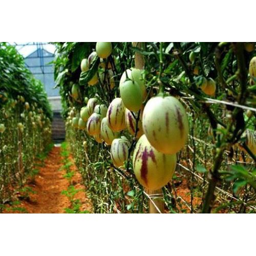 🌟Hạt Giống Dưa PEPINO F1🌟 Hạt Giống Độc Lạ Ăn Siêu Ngon [ NONG TRAI XANH ]
