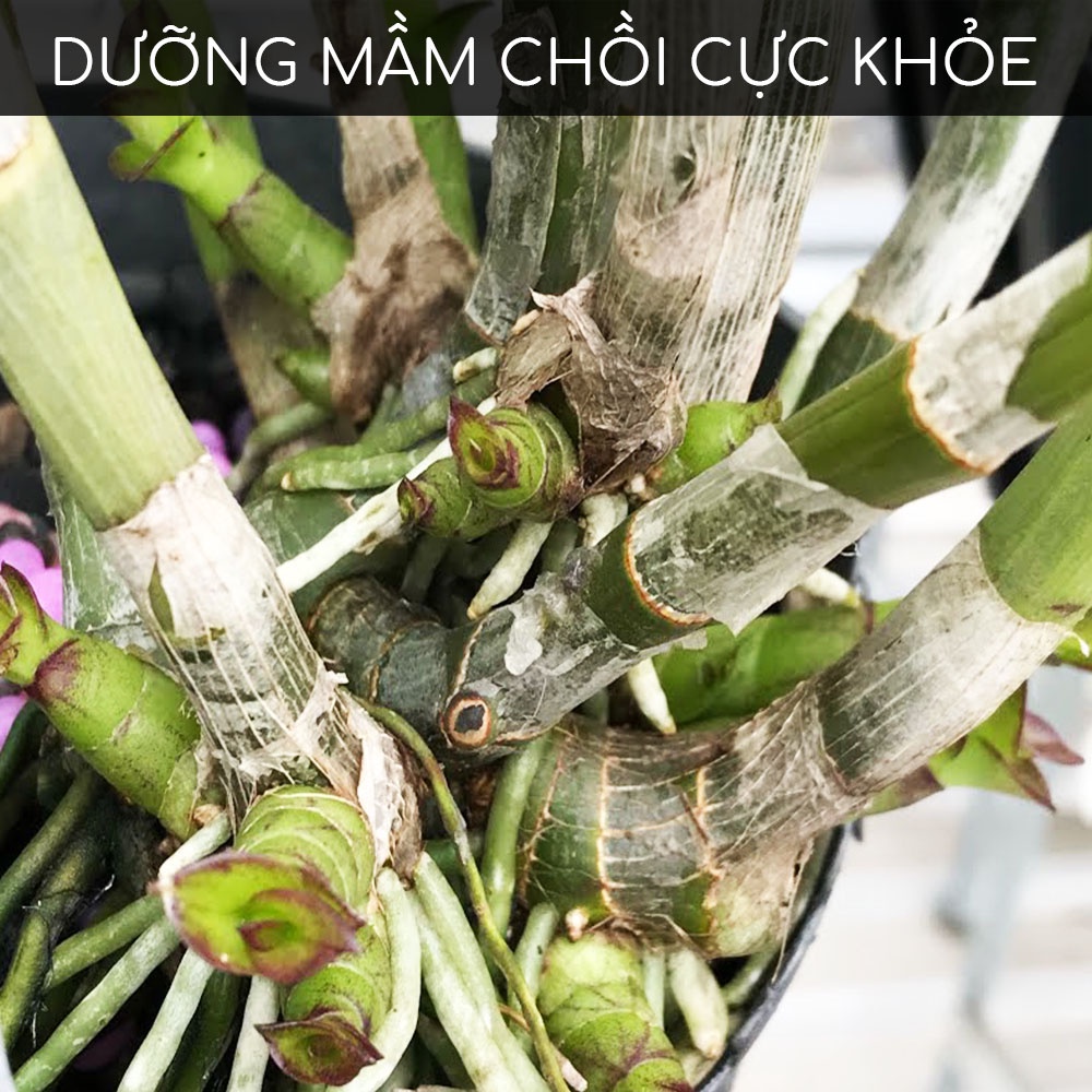 Ảnh Kích mầm T90 DOCNEEM bật mầm tua tủa cho hoa hồng, lan, cây cảnh chiết xuất mầm gạo, giàu Auxin,hiệu quả sau 5 ngày,10ml 2